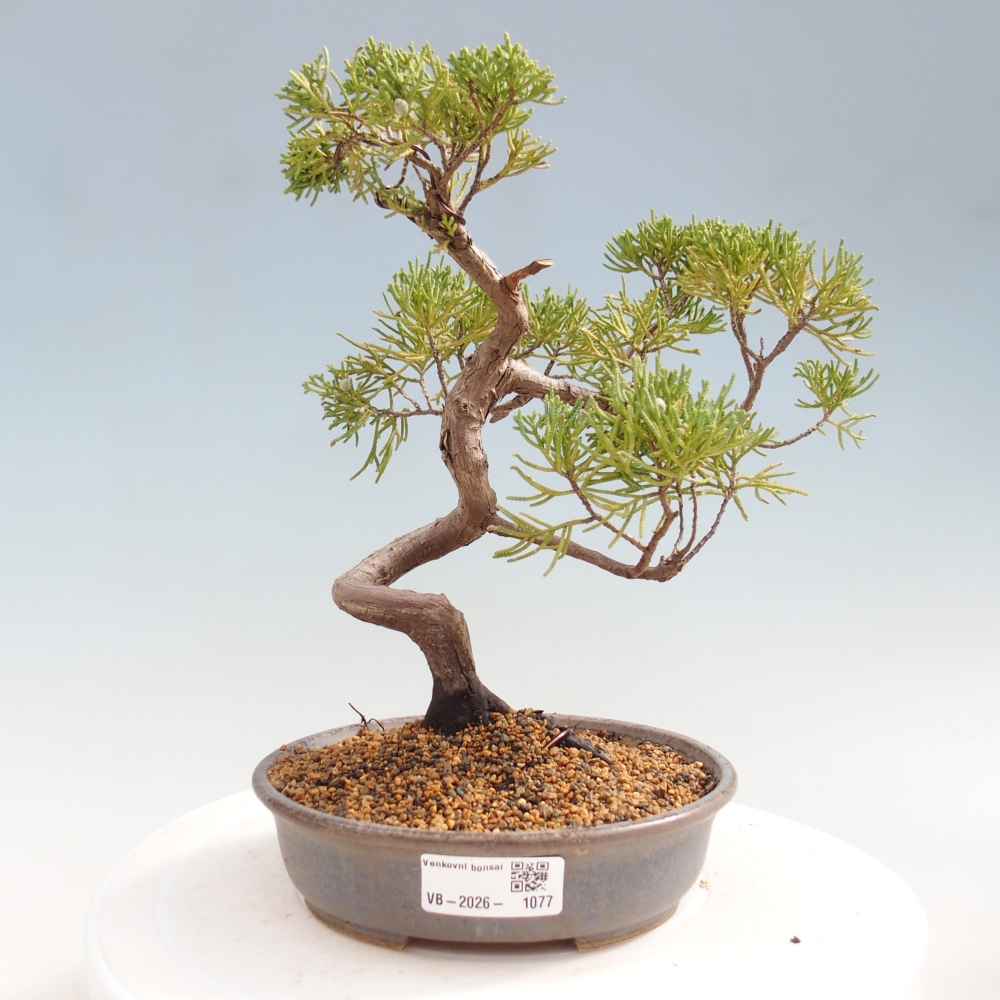 Kültéri bonsai - Juniperus chinensis Kishu