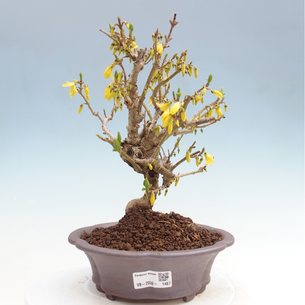 Kültéri bonsai - Zlatice - Forsythia koreana