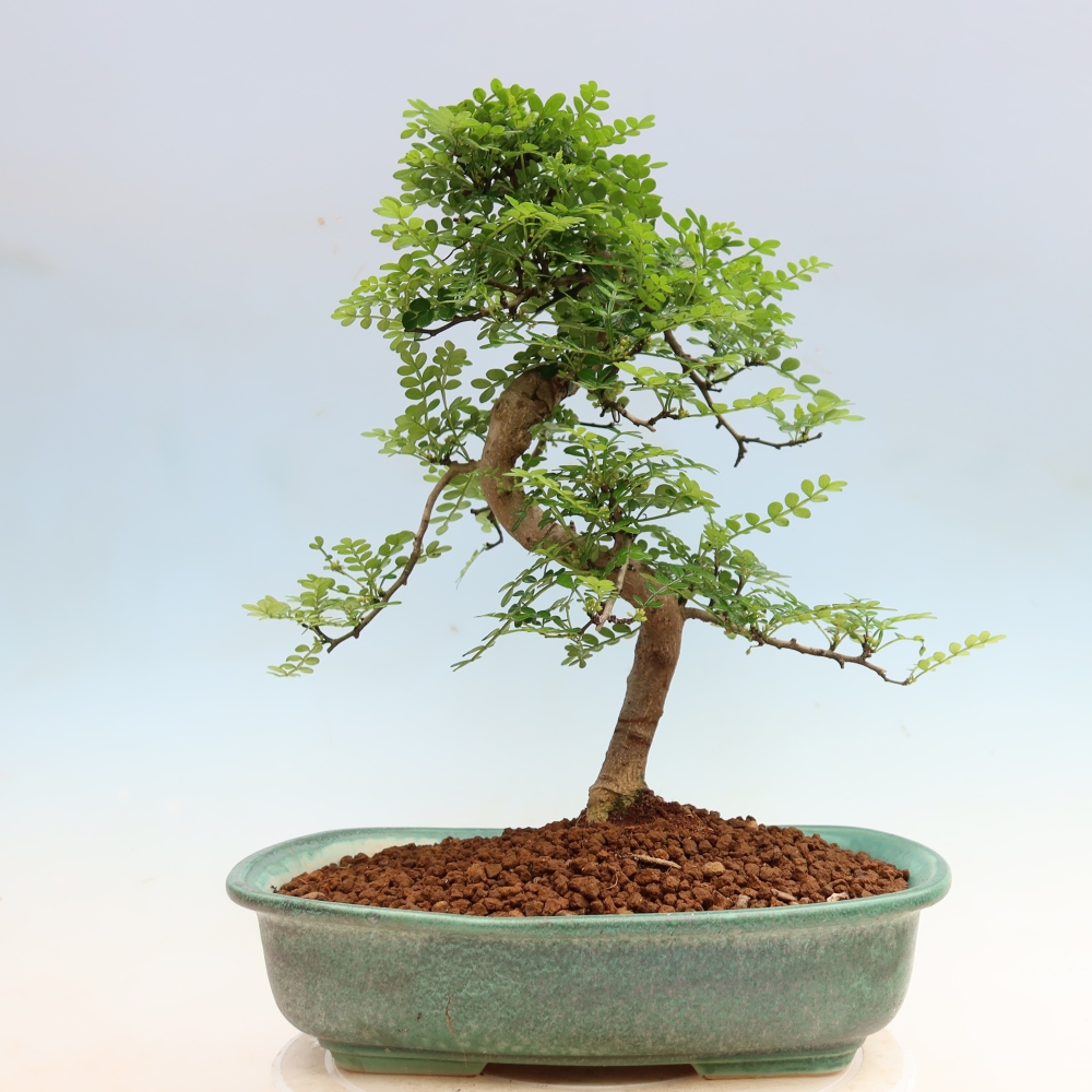 Szobai bonsai - Zantoxylum piperitum - borsfa