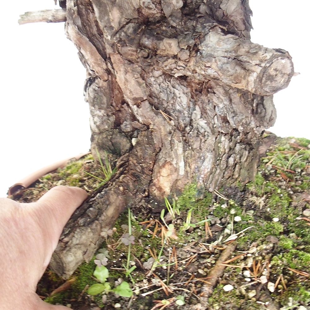 Yamadori - Pinus sylvestris Spanyolország