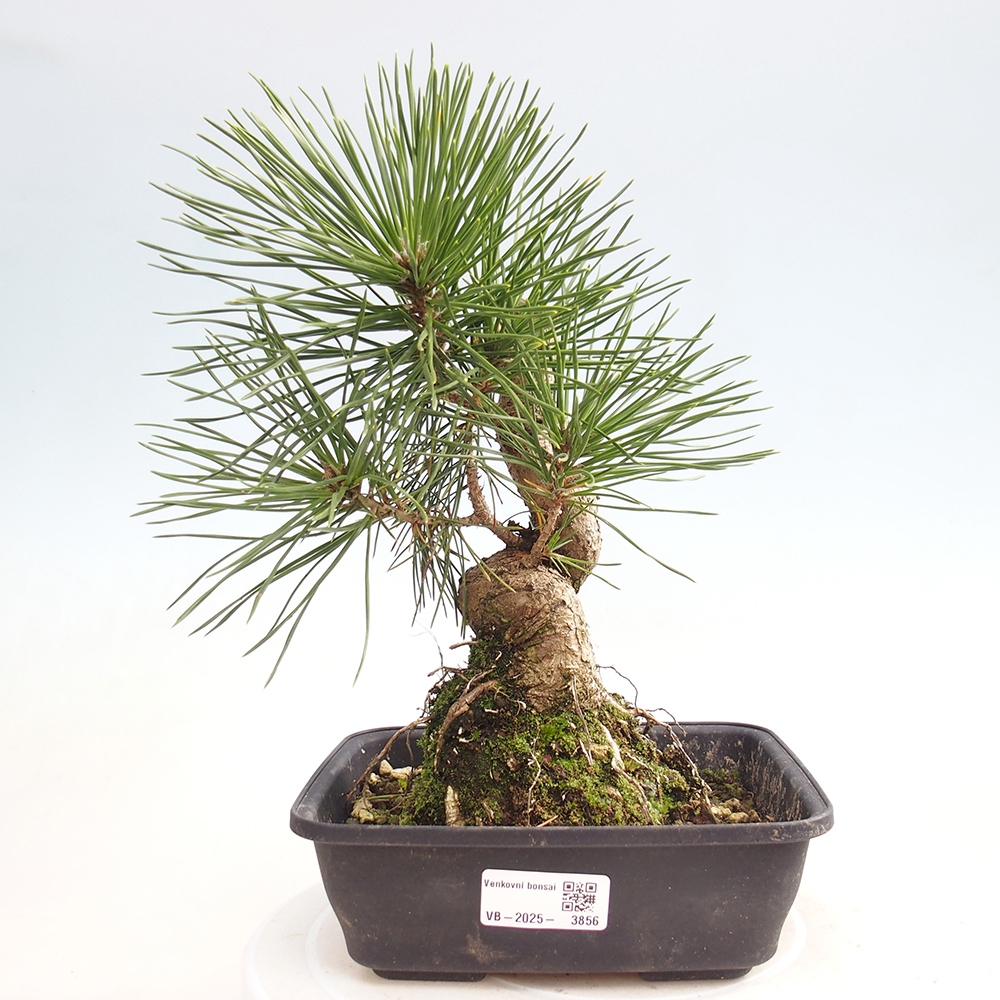 Kültéri bonsai - Pinus thunbergii - Thunberg fenyő