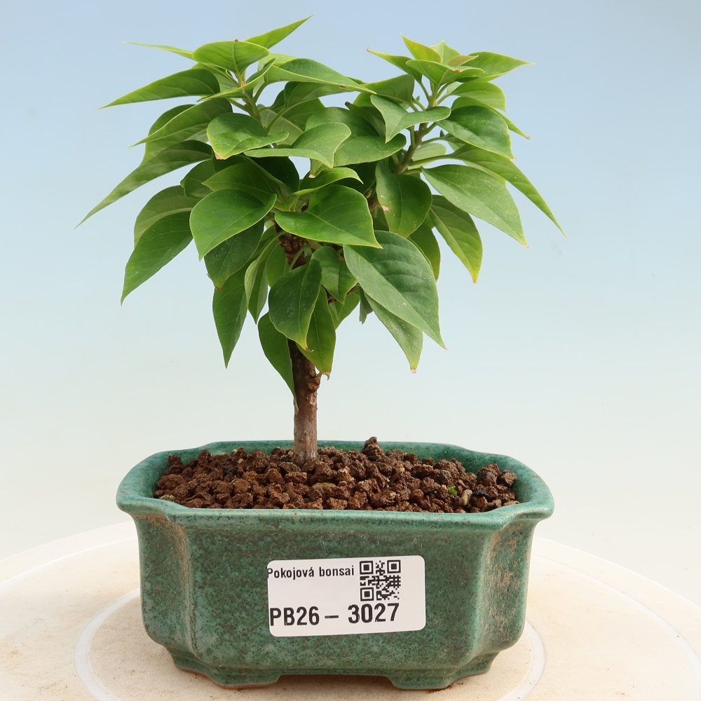 Szoba bonsai - Bouganwilea