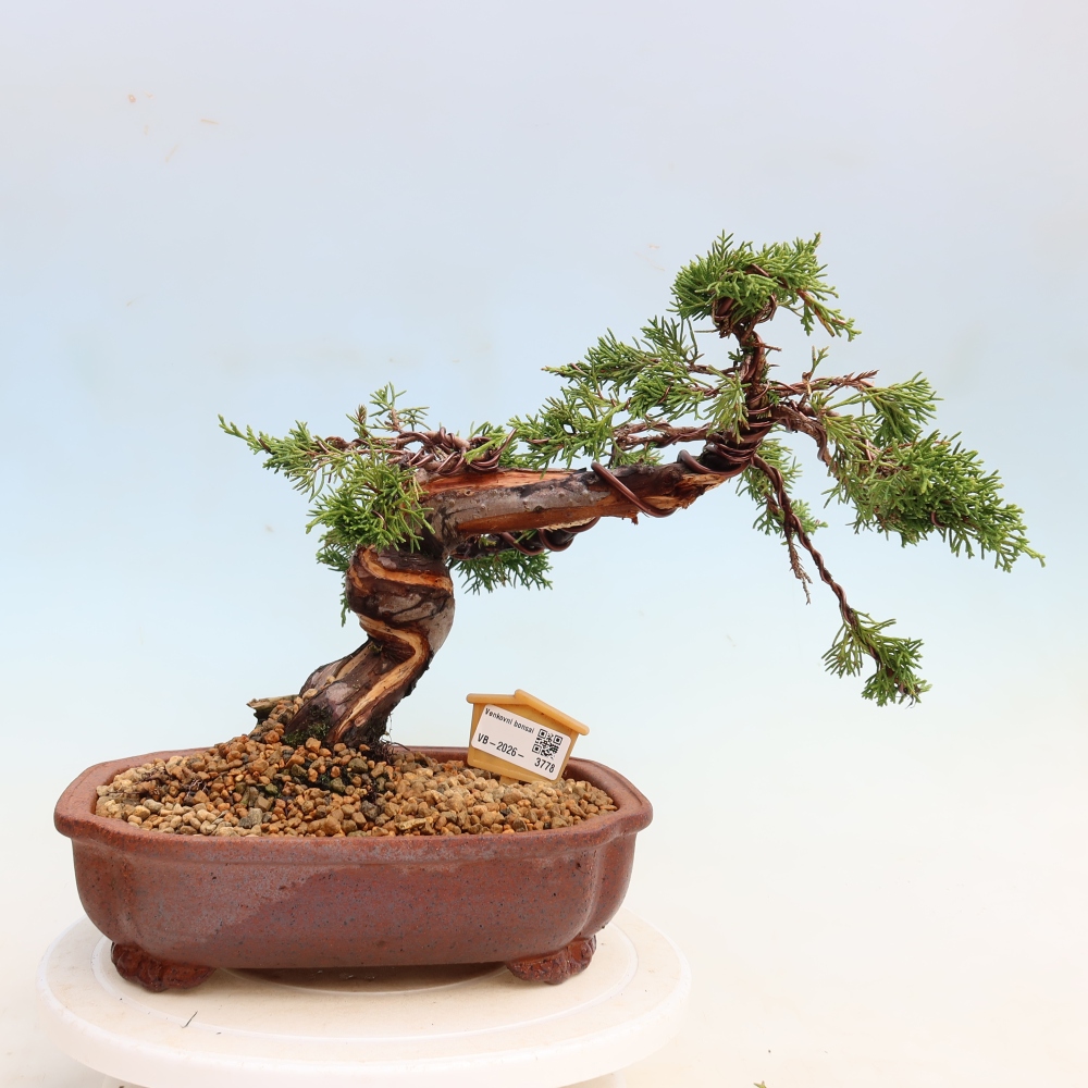 Kültéri bonsai - Juniperus chinensis Itoigawa-Juniperus chinensis