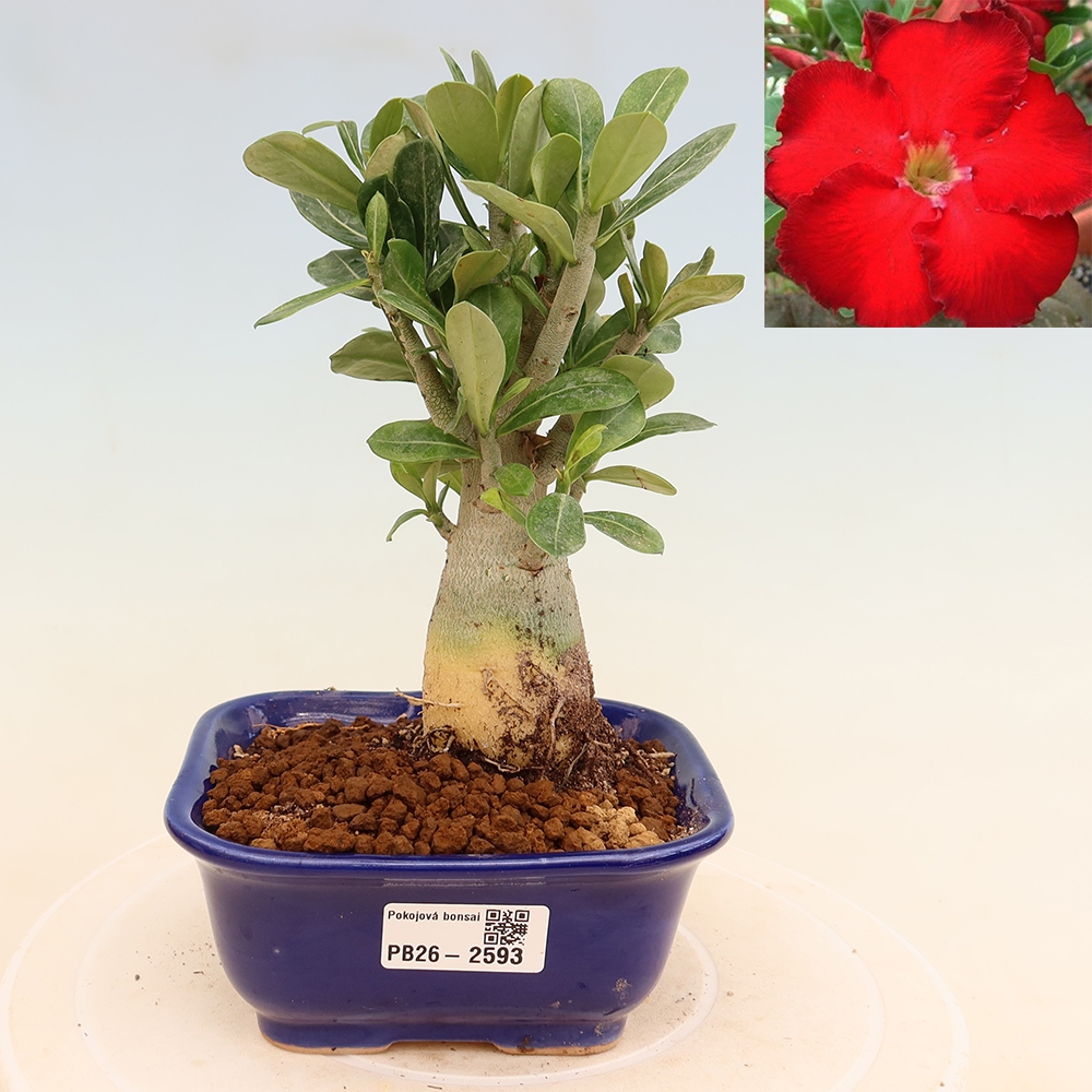 Szobabonsai – Adenium obesum Red Star – Sivatagi rózsa
