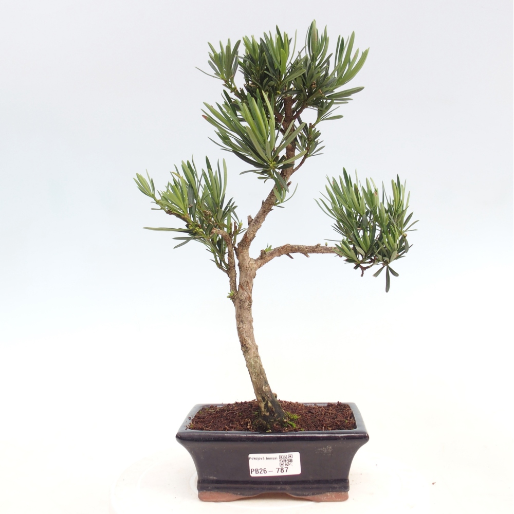 Szobai bonsai - Podocarpus - Kőtiszafa