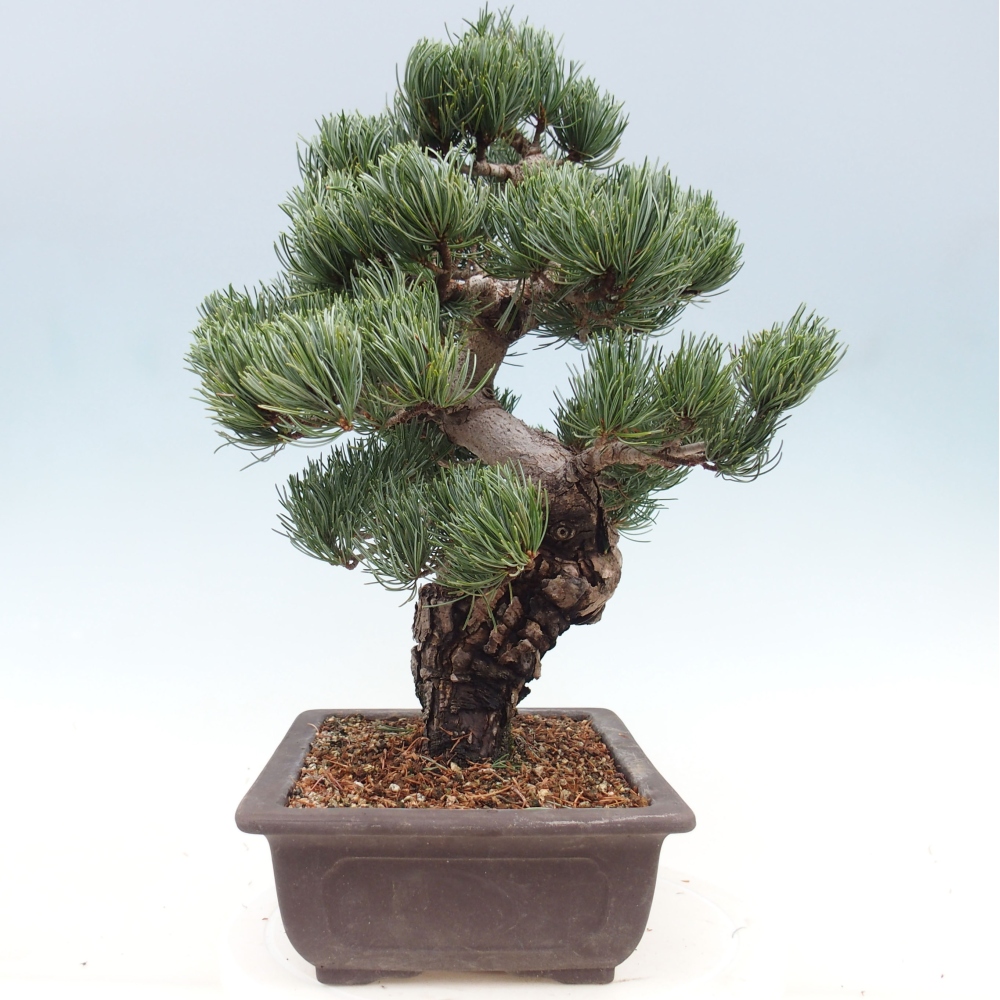 Kültéri bonsai - Pinus parviflora - Pinus parviflora