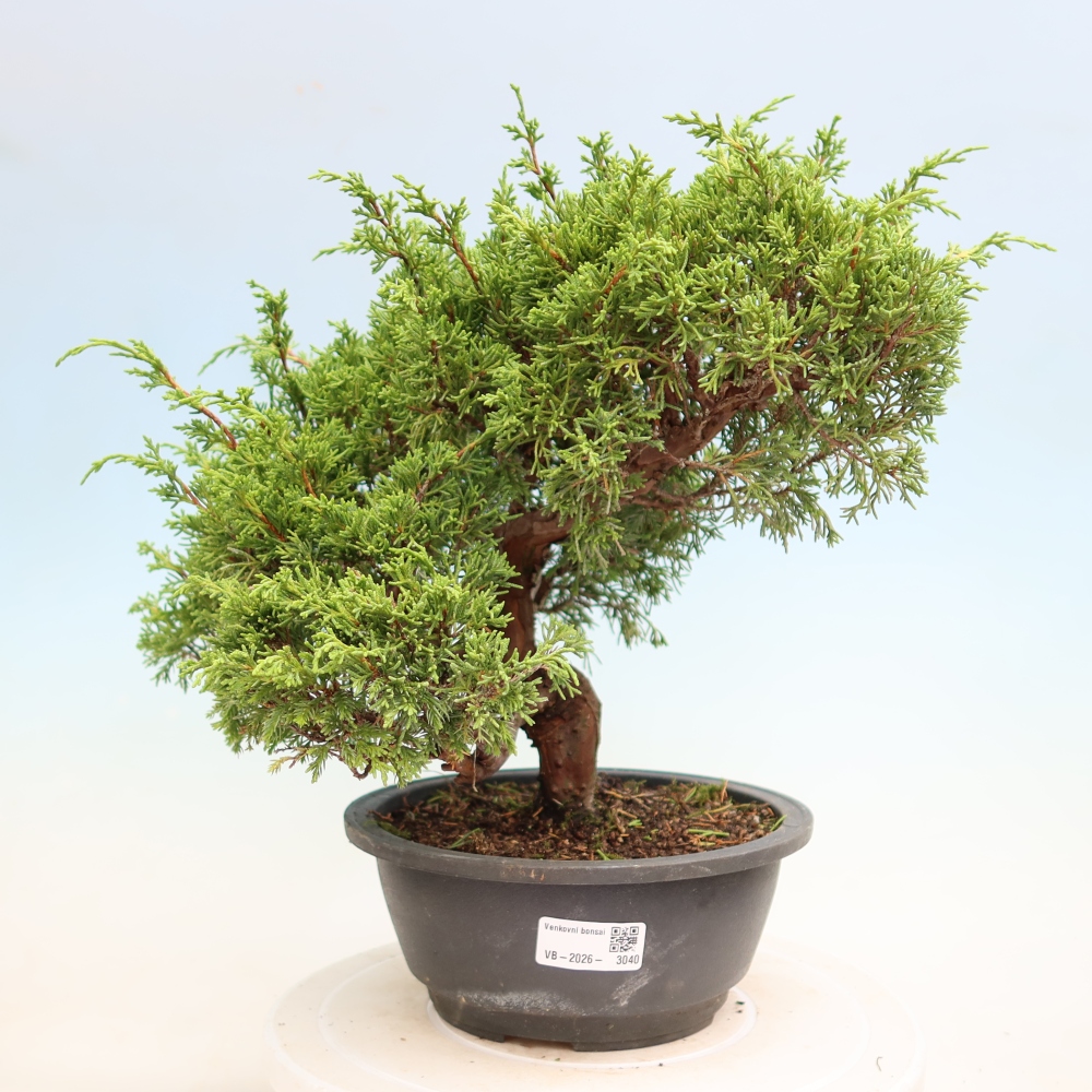 Kültéri bonsai - Juniperus chinensis Itoigawa-Juniperus chinensis