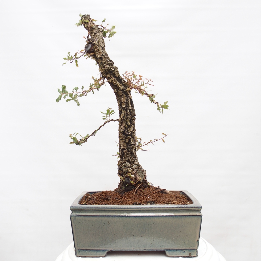 Yamadori - Quercus Ilex - Tölgy magyal