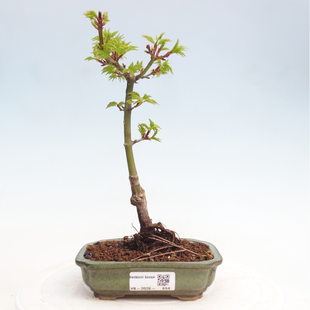 Kültéri bonsai -Javor kis levelű SHISHIGASHIRA