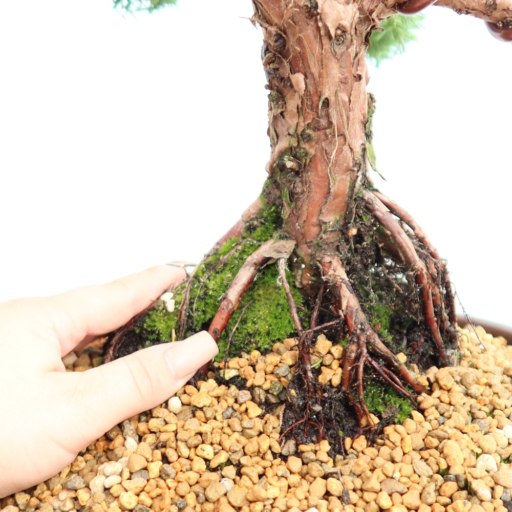 Kültéri bonsai - Juniperus chinensis Kishu