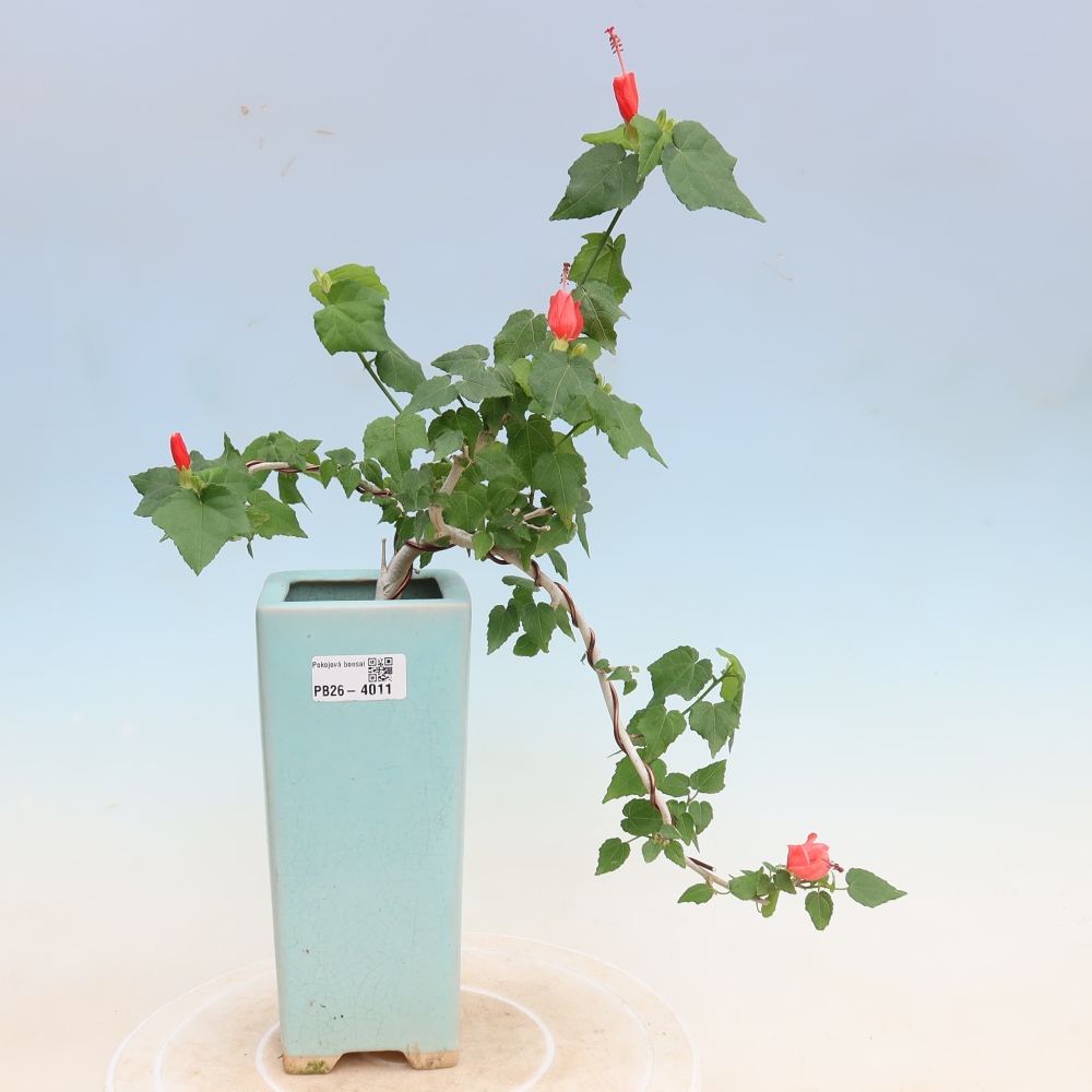 Beltéri bonsai - Malvaviscus arboreus