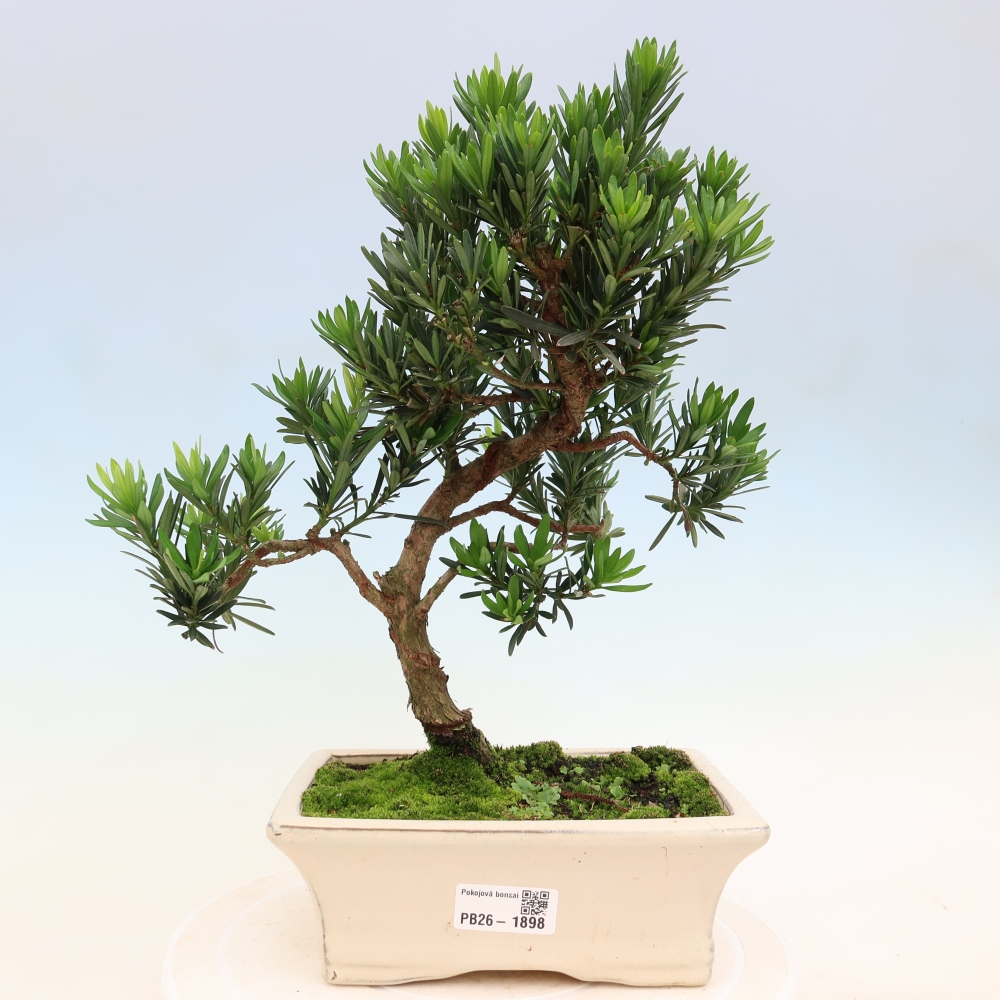 Szobai bonsai - Podocarpus - Kőtiszafa