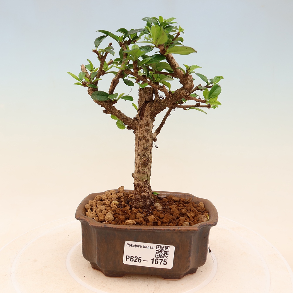 Szobai bonsai - Carmona macrophylla - Tea fuki