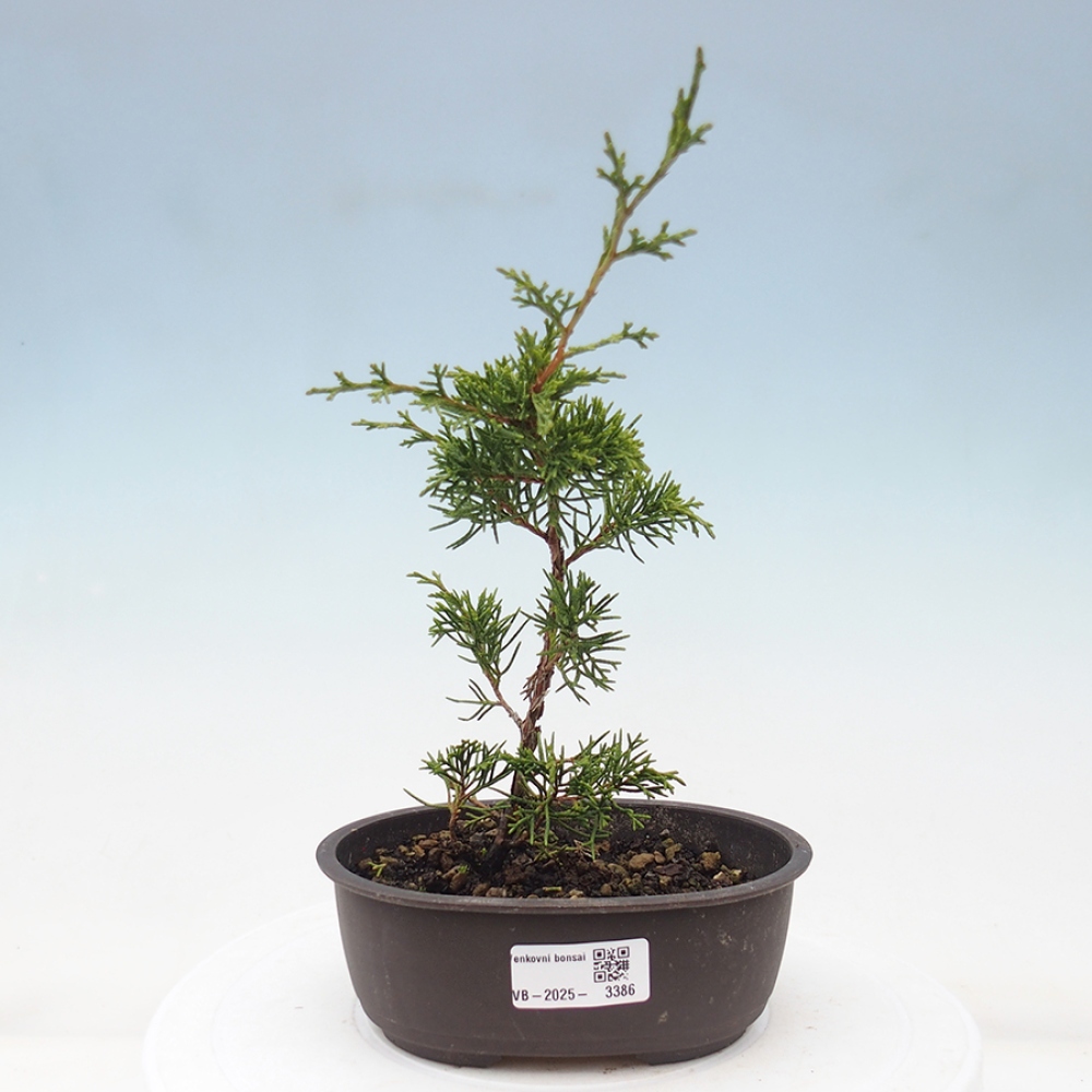Kültéri bonsai - Juniperus chinensis Itoigawa