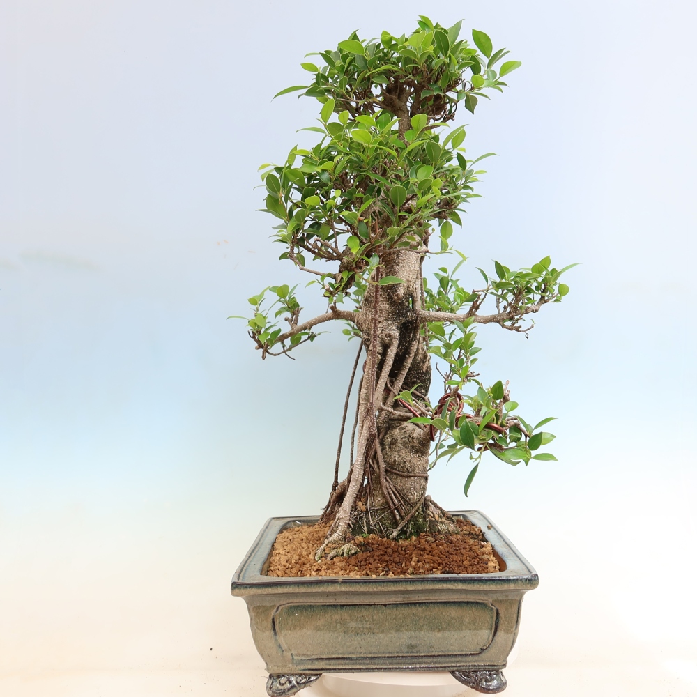 Szobai bonsai - Ficus kimmen - kislevelű fikusz