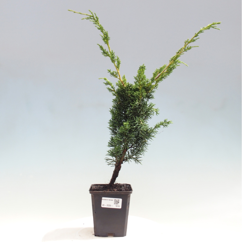 Kültéri bonsai - Juniperus chinensis Kishu
