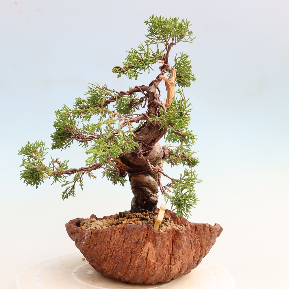 Kültéri bonsai - Juniperus chinensis Itoigawa-Juniperus chinensis