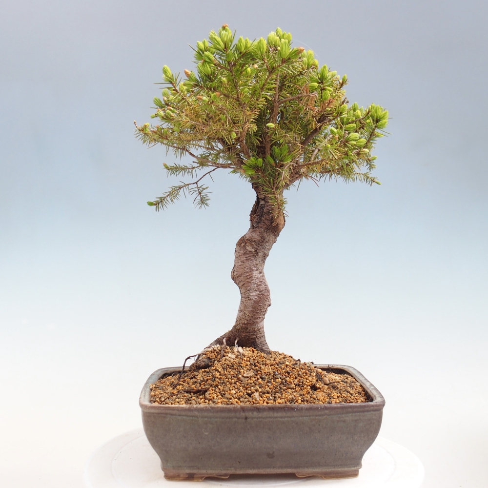 Kültéri bonsai - lucfenyő - Picea glauca globe