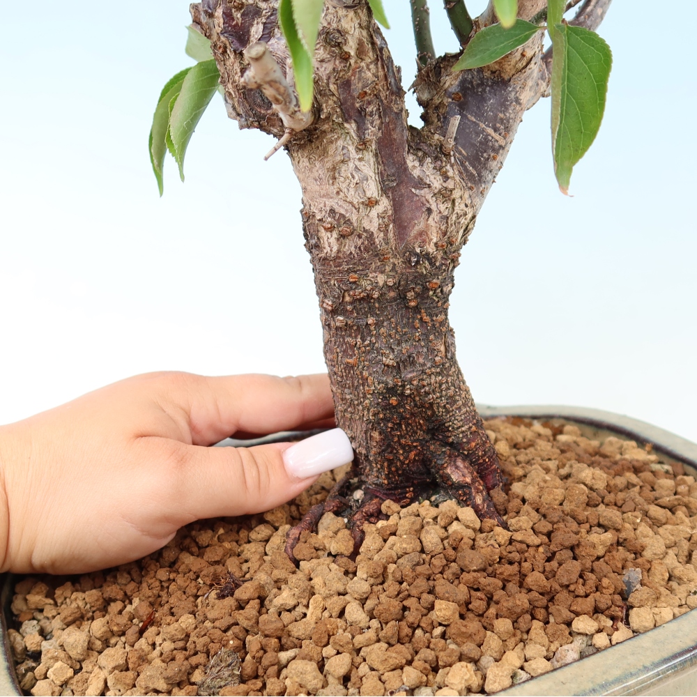 Kültéri bonsai – Japán barack – Prunus Mume