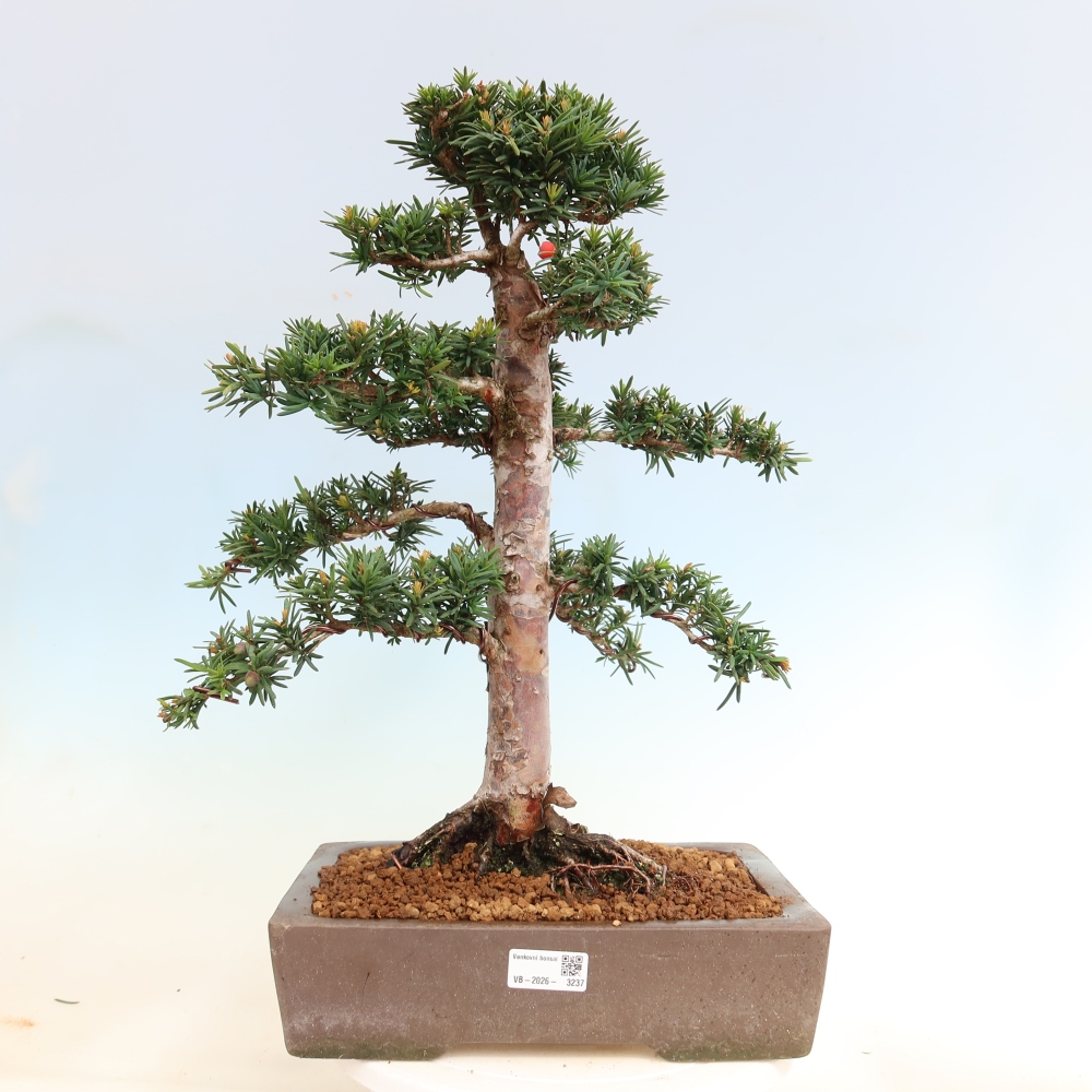 Kültéri bonsai - Taxus cuspidata - japán tiszafa