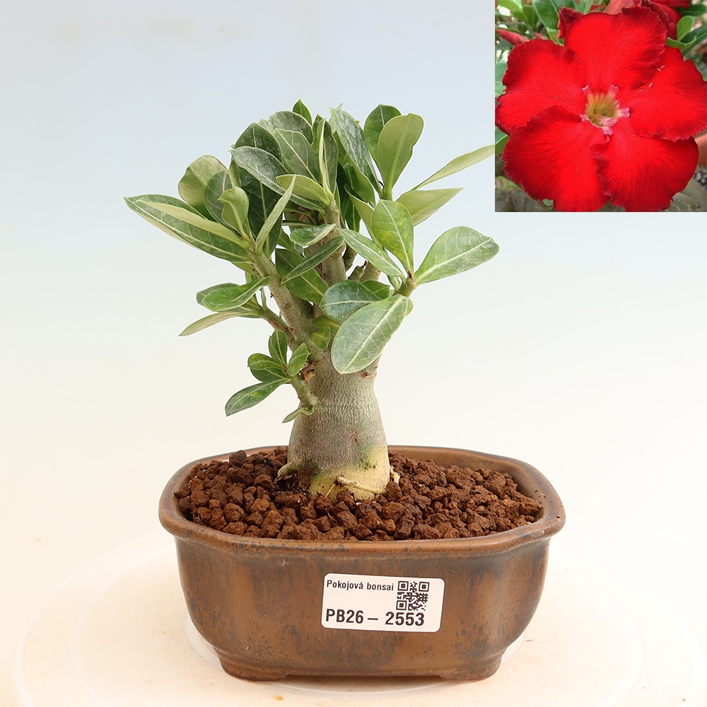 Szobabonsai – Adenium obesum Red Star – Sivatagi rózsa