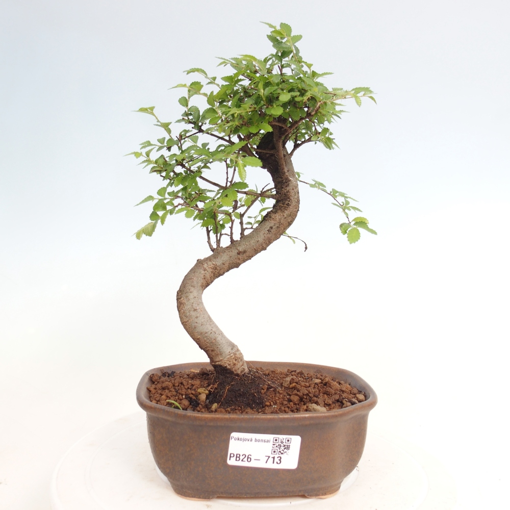 Szobai bonsai - Ulmus parvifolia - Kislevelű szilfa