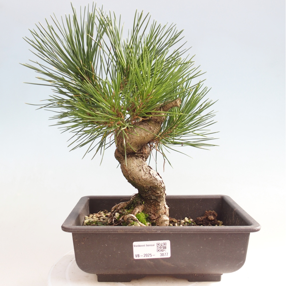 Kültéri bonsai - Pinus thunbergii - Thunberg fenyő