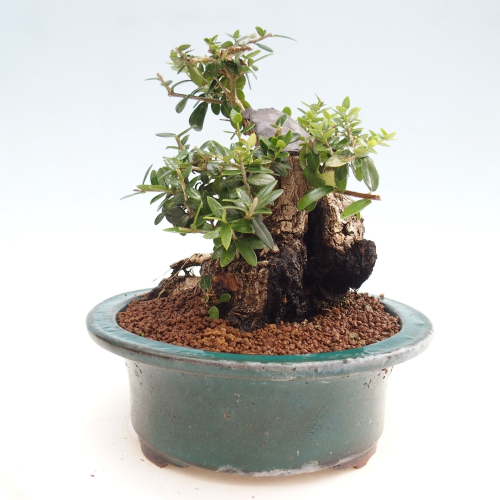 Beltéri bonsai - Olea europaea sylvestris