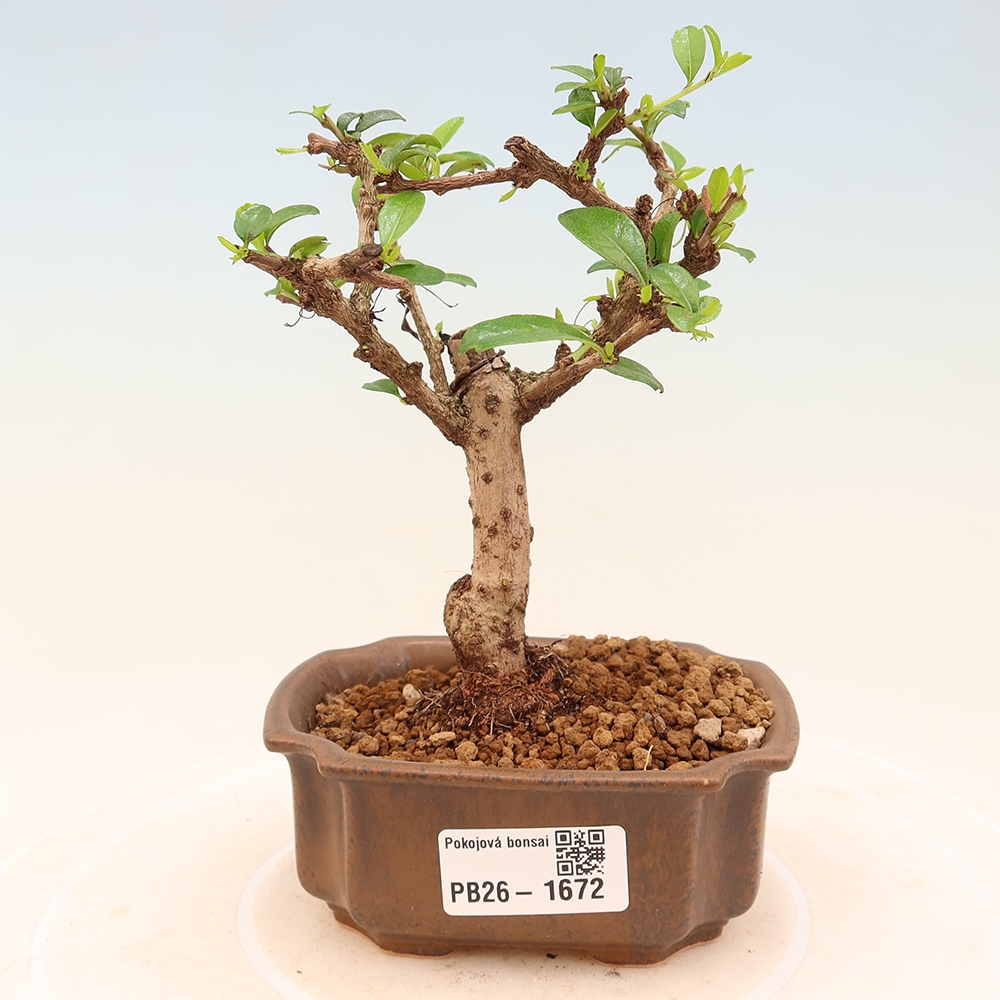 Szobai bonsai - Carmona macrophylla - Tea fuki