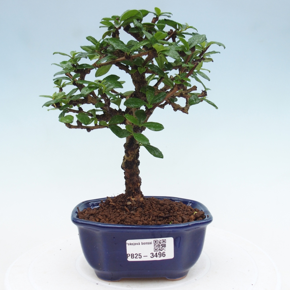 Szobai bonsai - Carmona macrophylla - Tea fuki