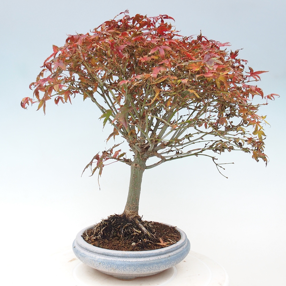 Acer palmatum KIOHIME - Pálma juhar