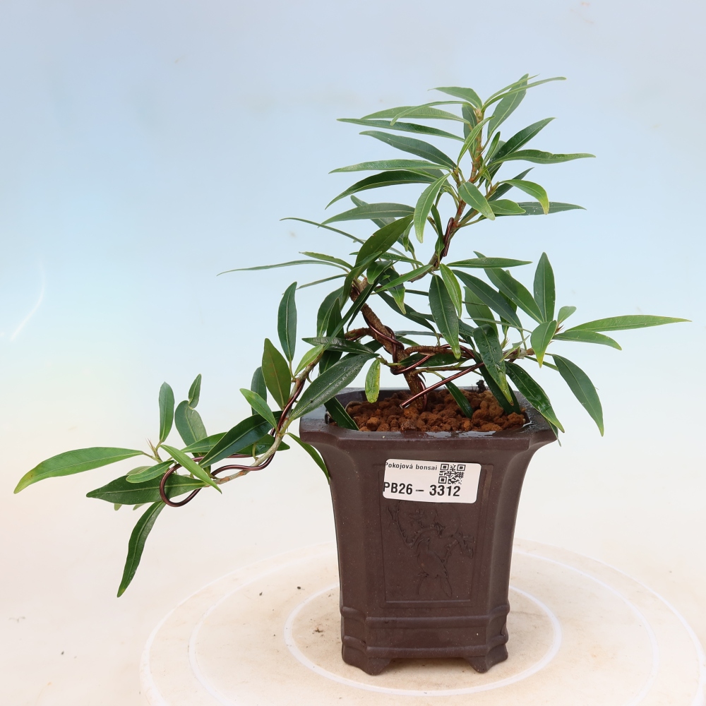 Szobai bonsai - Ficus nerifolia - kislevelű fikusz