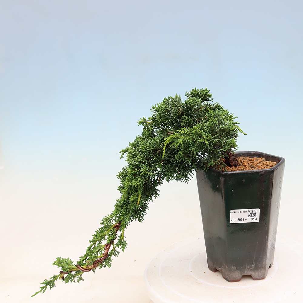 Kültéri bonsai - Juniperus chinensis Kishu