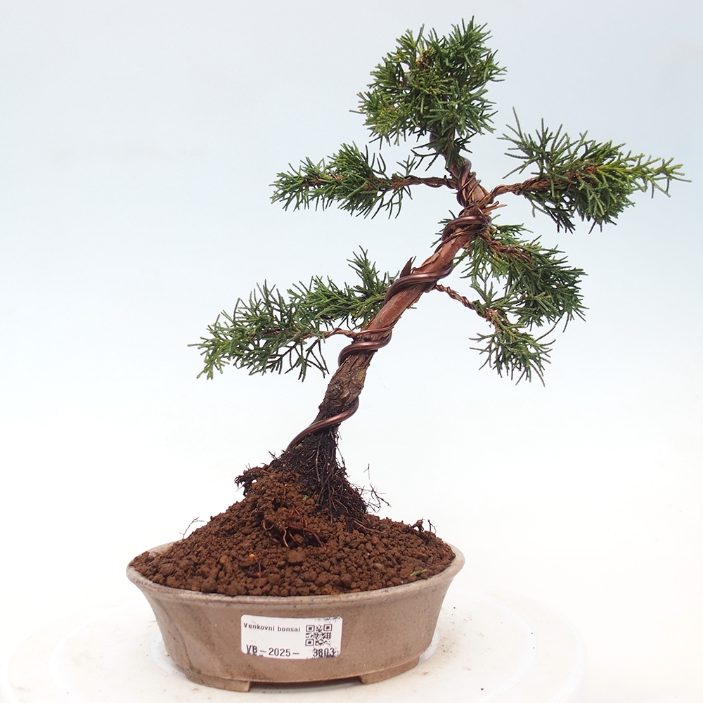 Kültéri bonsai - Juniperus chinensis Kishu