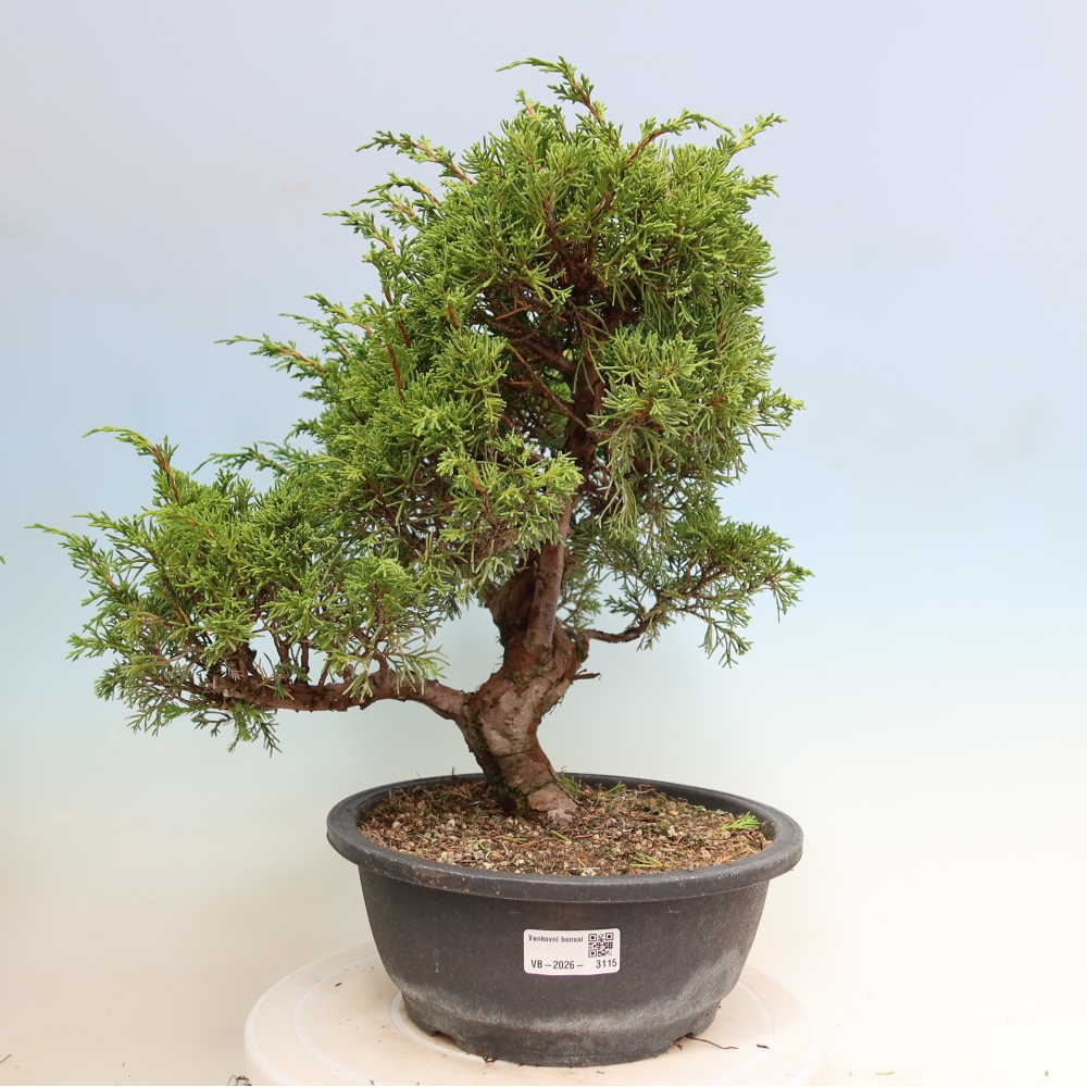 Kültéri bonsai - Juniperus chinensis Itoigawa-Juniperus chinensis
