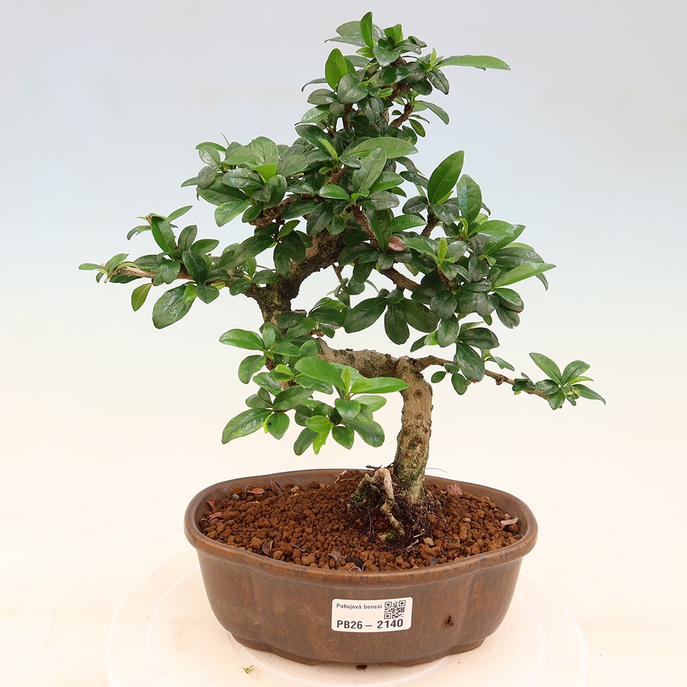 Szobai bonsai - Carmona macrophylla - Tea fuki