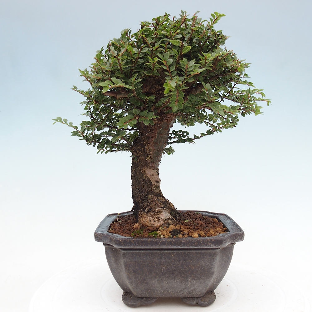 Kültéri bonsai - Ulmus parvifolia Hokkaido - Kínai szil - Ulmus parvifolia Hokkaido