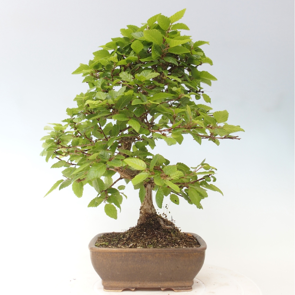 Kültéri bonsai -Carpinus CARPINOIDES - Koreai gyertyánfa