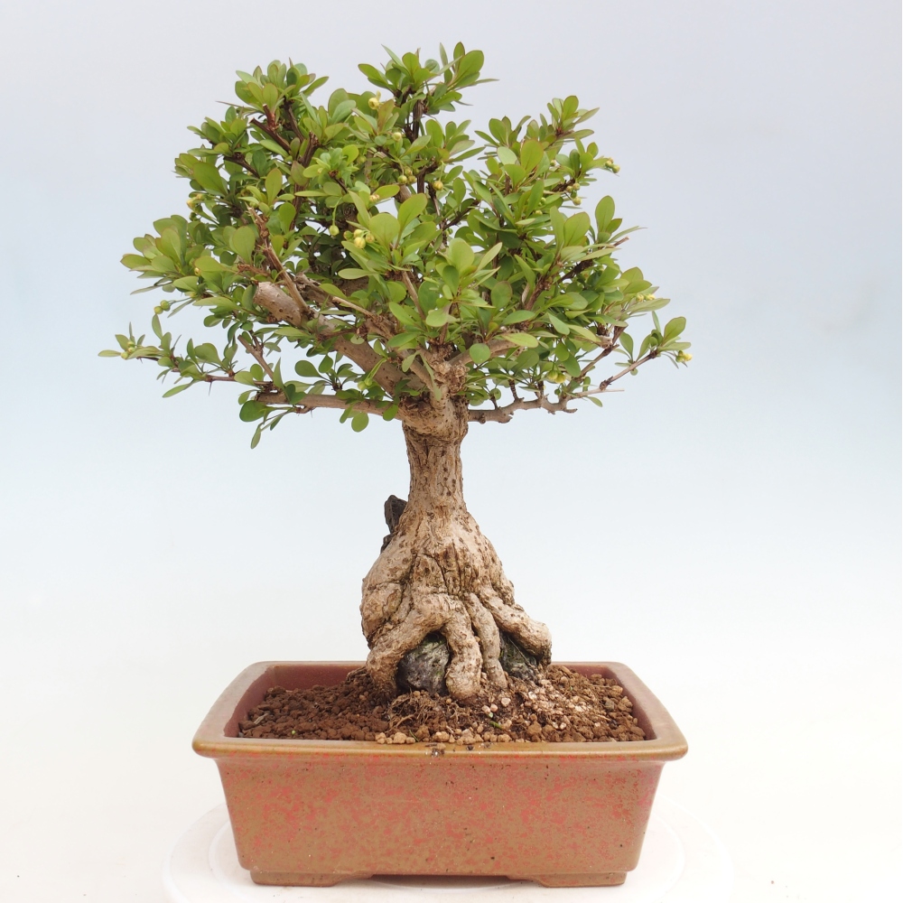 Kültéri bonsai - Berberis coreana