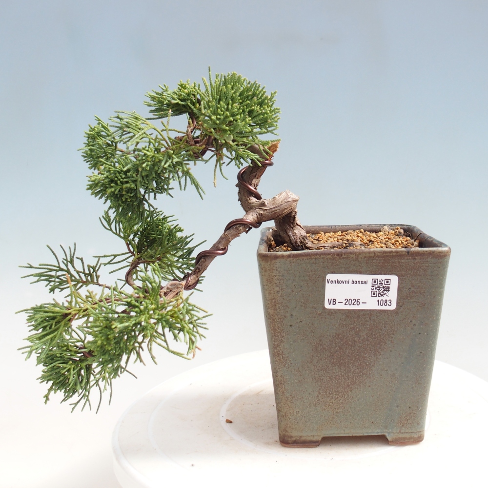 Kültéri bonsai - Juniperus chinensis Kishu