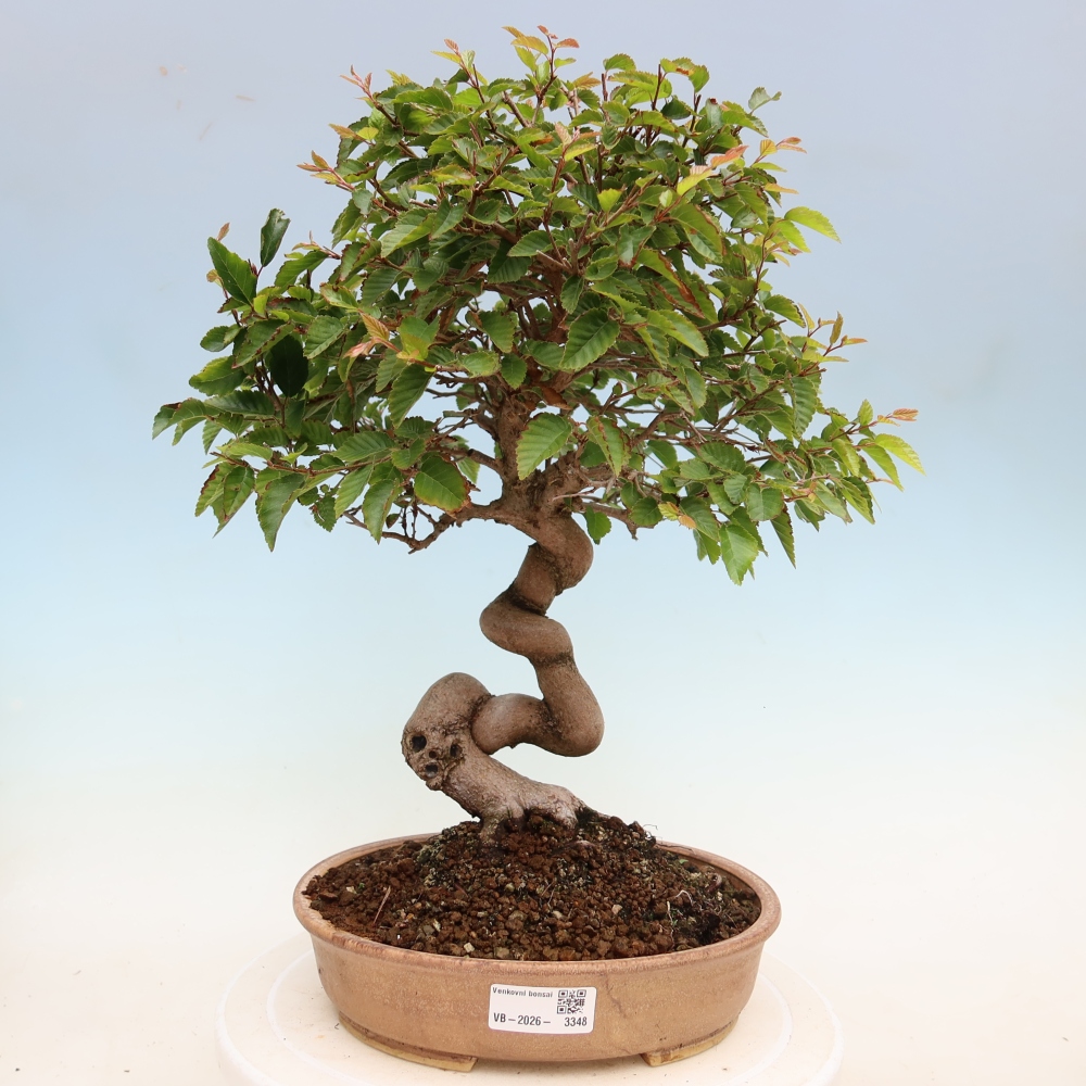 Kültéri bonsai -Carpinus Coreana - Koreai gyertyánfa