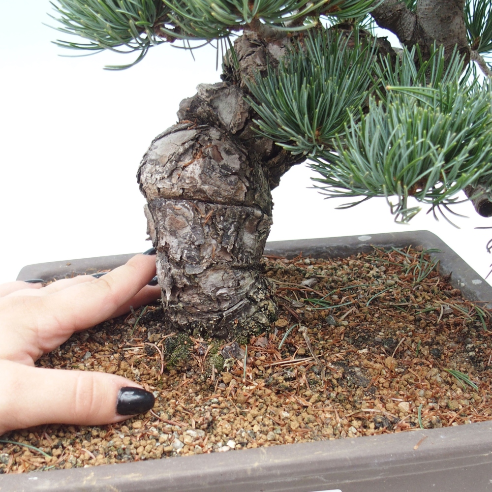 Kültéri bonsai - Pinus parviflora - Pinus parviflora