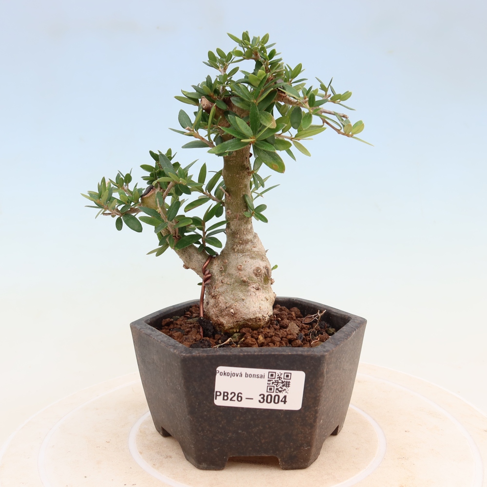 Beltéri bonsai - Olea europaea sylvestris