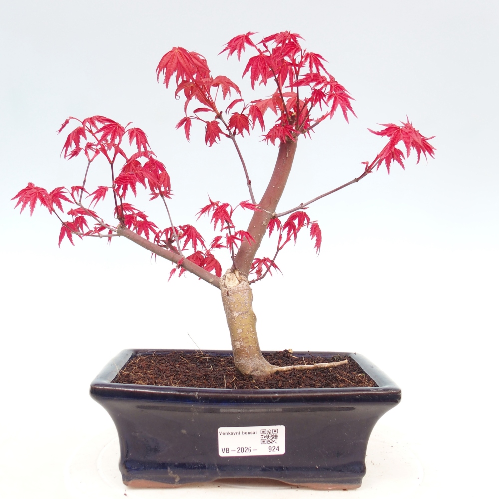 Kültéri bonsai - Acer palmatum DESHOJO