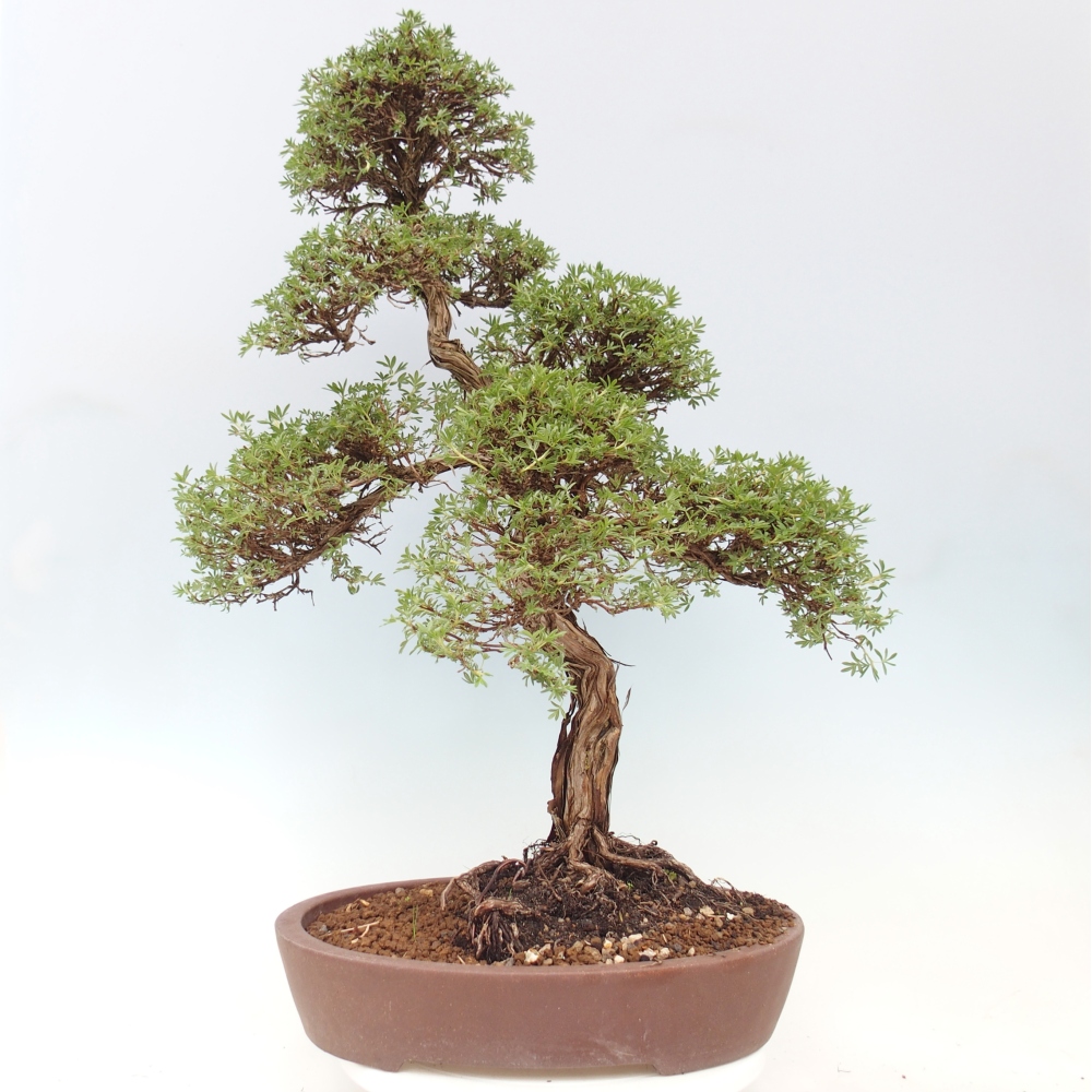 Kültéri bonsai - Potentila fruticosa