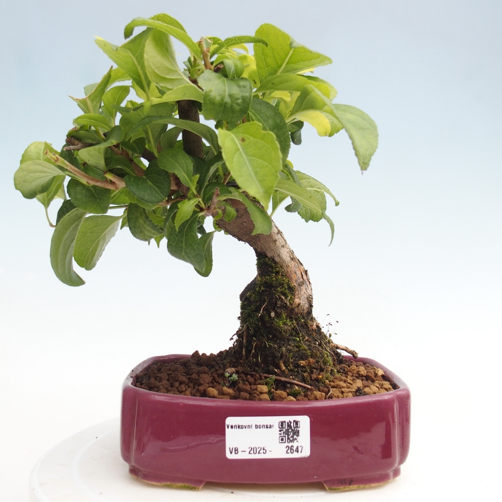 Kültéri bonsai - Celastrus orbiculatus