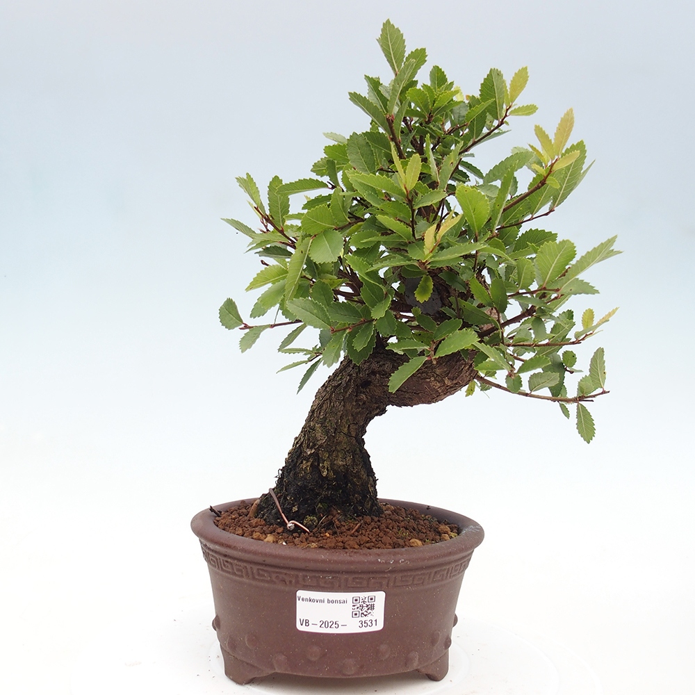 Kültéri bonsai - Zelkova - Zelkova NIRE