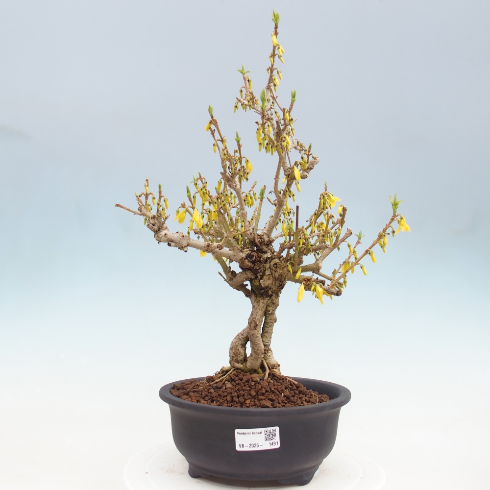 Kültéri bonsai - Zlatice - Forsythia koreana