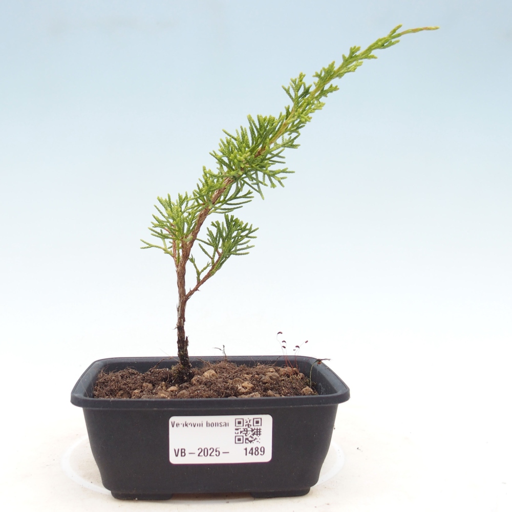 Kültéri bonsai - Juniperus chinensis Itoigawa
