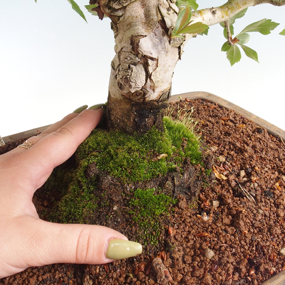 Kültéri bonsai - Galagonya - Crataegus cuneata